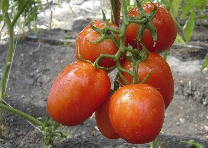 começar plantação de tomate em estufa
