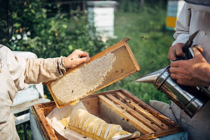 Iniciar uma criação de abelhas