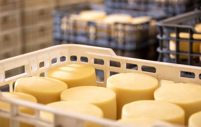 Produção de queijos na fazenda