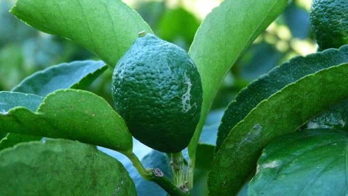 plantio do limão taiti