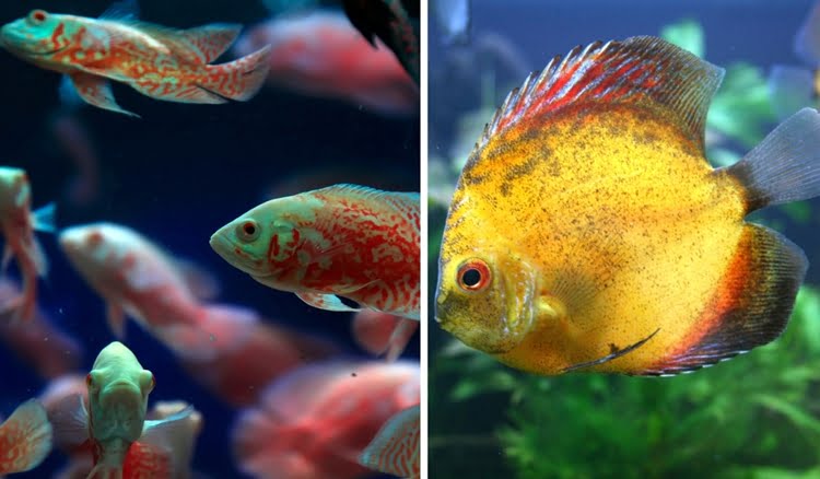 5 Fornecedores de peixes ornamentais: Atacado para revenda