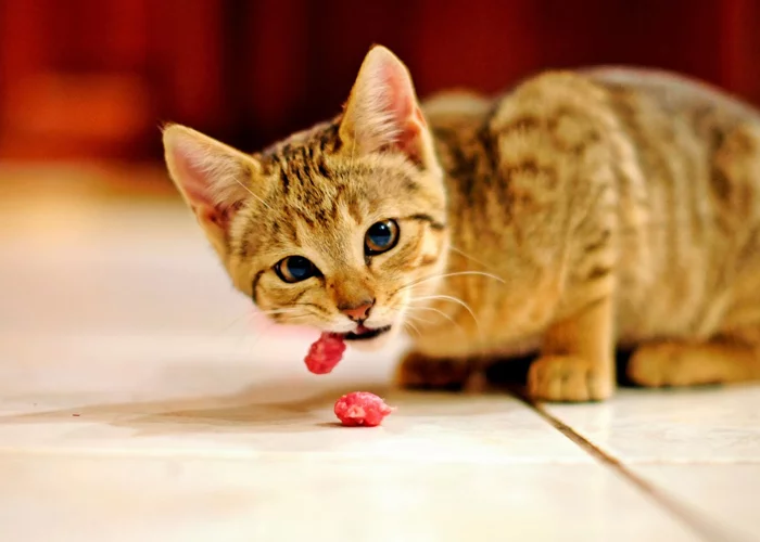 Ração para pet shop