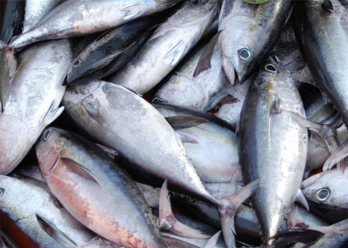 Distribuidora de pescados dá dinheiro