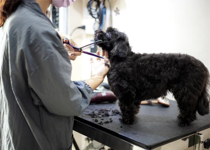 pet shop banho e tosa