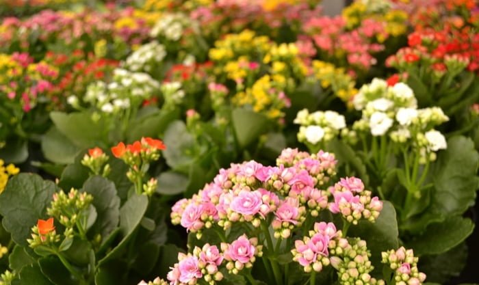 Fornecedores de flores naturais para floricultura: Onde comprar?