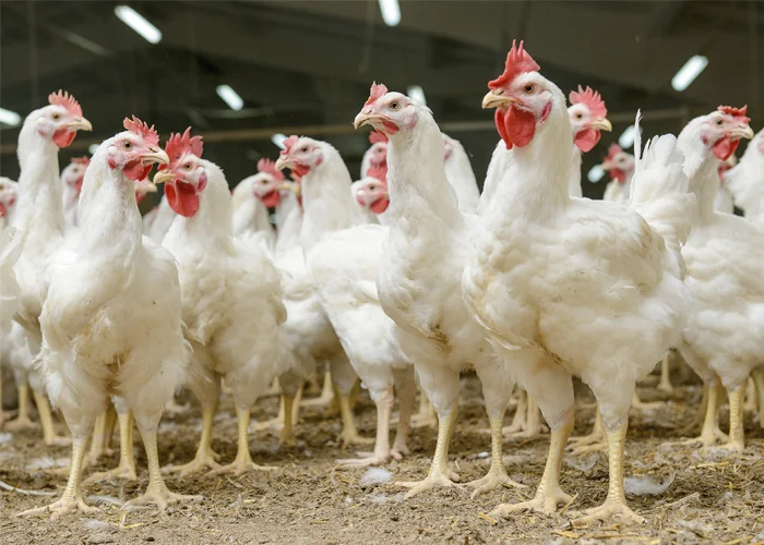 Qual é o lucro de criar frango?