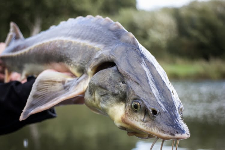 Por que o caviar é tão caro? Entenda o motivo e de onde ele vem Por que o caviar é tão caro? Entenda o motivo e de onde ele vem