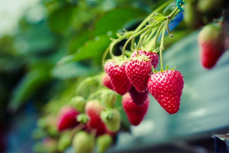 Maior produtor de morango do Brasil Conheça os principais! Maior produtor de morango do Brasil Conheça os principais!