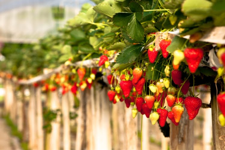 Maior produtor de morango do Brasil Conheça os principais! Maior produtor de morango do Brasil Conheça os principais!