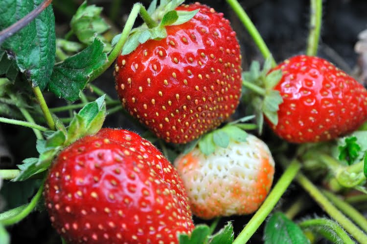 Maior produtor de morango do Brasil Conheça os principais! Maior produtor de morango do Brasil Conheça os principais!